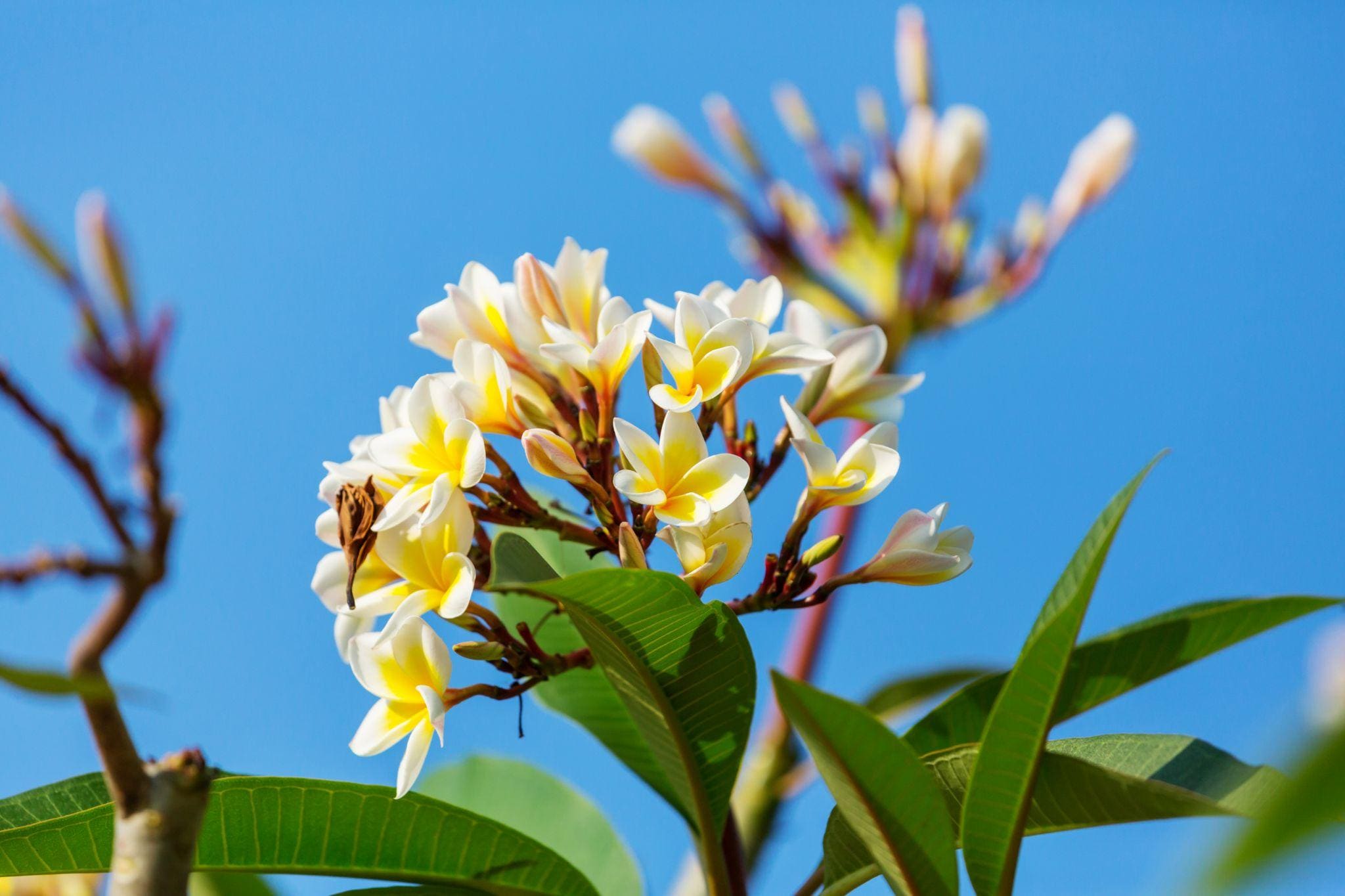 The waxy, five-petaled blooms release an intoxicating fragrance